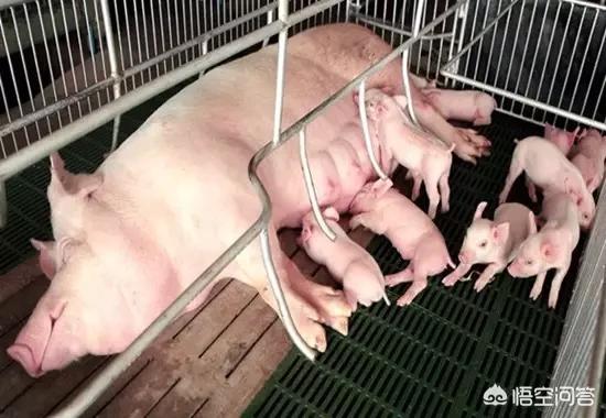 母猪的产后护理本科:哺乳期的母猪应该怎样管理？