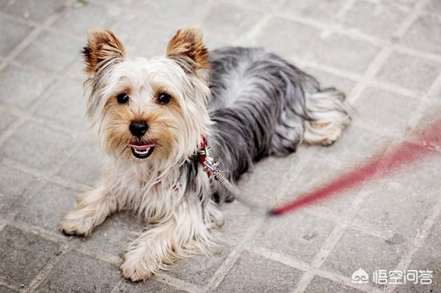 萨摩耶幼犬骂它它更凶:细数萨摩耶狗狗的尴尬期_幼犬换毛？ 萨摩耶幼犬脾气很暴躁