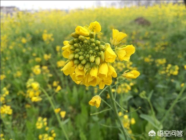 一个人一直都想强烈远离世俗,过山林中独居的生活,是怎样的一种人生态度？