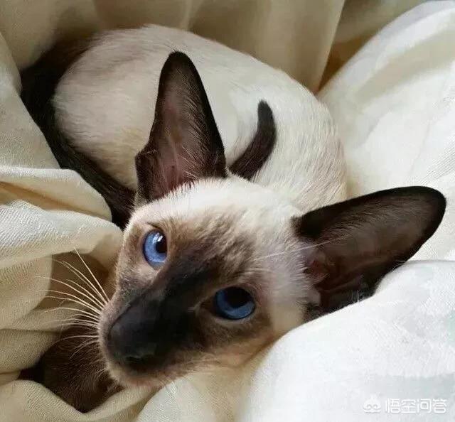 虎斑暹罗猫繁殖配色表:为什么感觉暹罗猫比较少人养？