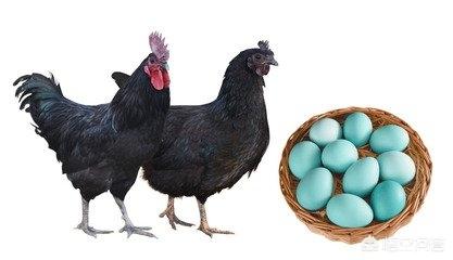 绿皮鸡蛋是什么品种鸡，目前土鸡蛋的哪种鸡种最好
