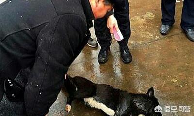 狗咬人图片:为什么恶犬伤人事件频发？