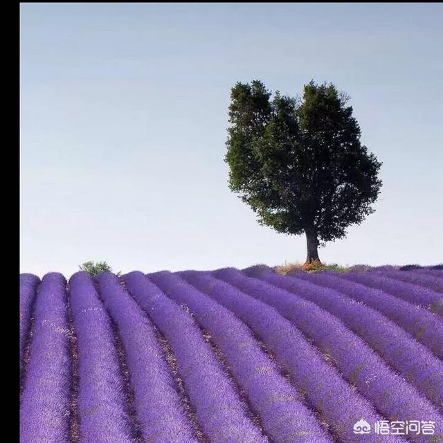 护肤品中,哪个品牌美白的效果最好？