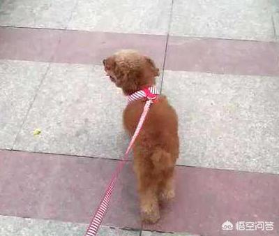 宠物皮肤病:如何能够预防狗狗出现皮肤病？