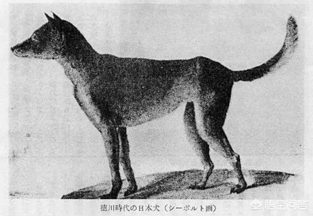 柴犬世界上最丑的狗:柴犬掉毛后会变丑吗？如果变丑了该怎么办？