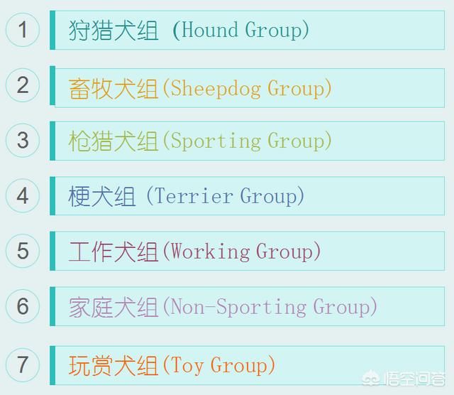柴犬世界上最丑的狗:柴犬掉毛后会变丑吗？如果变丑了该怎么办？