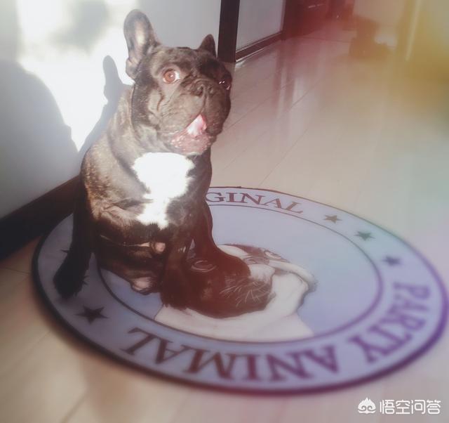 法斗价格:影响法国斗牛犬的价格有哪些？ 法斗价格表2021价目表