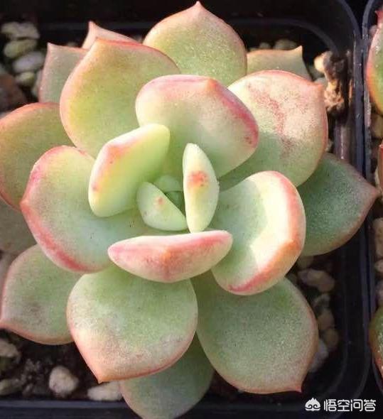 头条问答 这两个是什么多肉品种 云卉园林景观的回答 0赞