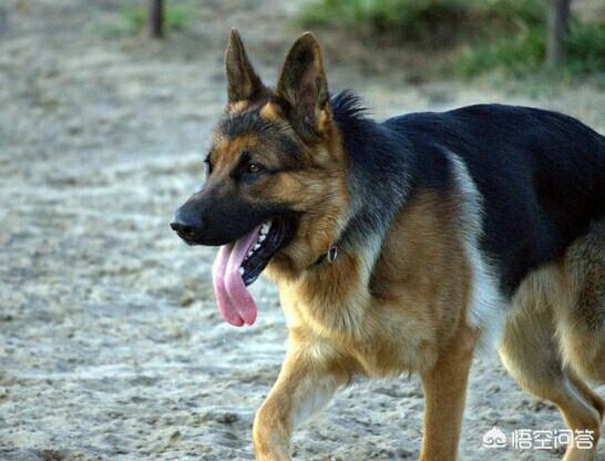 狂犬疫苗打几针:给狗狗疫苗为什么要打三针？