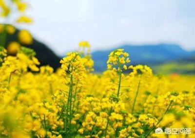 枣庄的石榴花几月开:枣庄附近有看花的好地方吗？