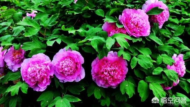 枣庄的石榴花几月开:枣庄附近有看花的好地方吗？