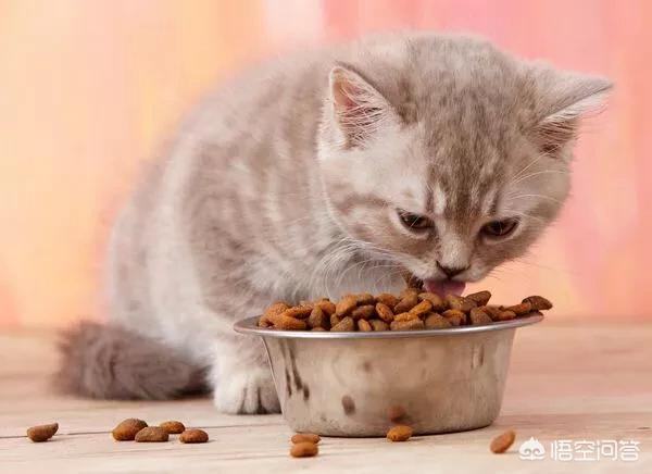 喜悦猫罐头是毒粮吗:成猫可以长期吃幼猫猫粮吗？