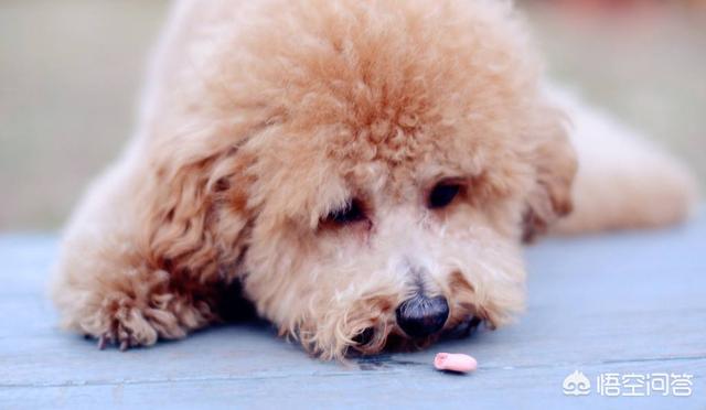 狂犬病症状有眼睛发红吗:为什么泰迪的表现会突然反常呢？