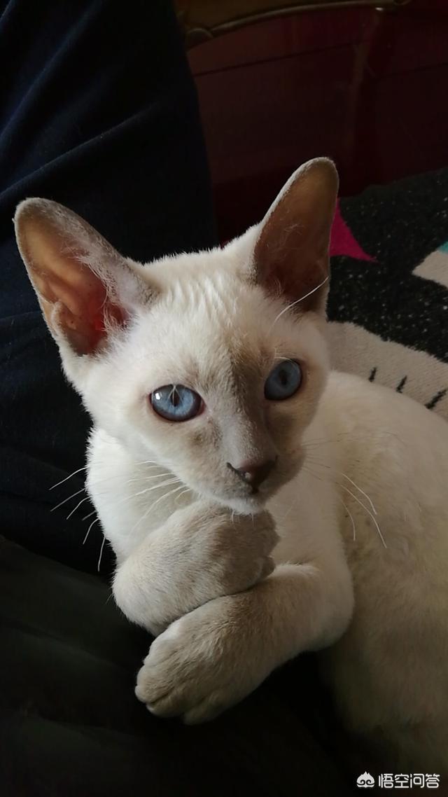 头条问答 怎么能看出猫咪的性格好坏 93个回答