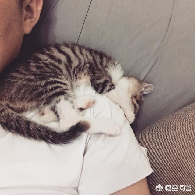 44921猫咪吃西瓜小游戏:你们家的小猫咪晚上喜欢爬上你的床吗？