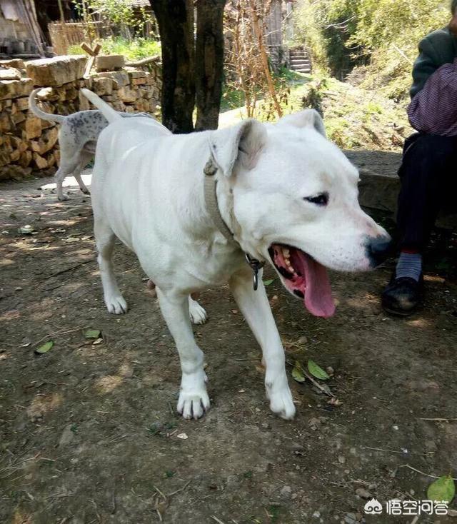 杜高犬打猎可以当头狗吗:杜高和杜宾应该选择哪一个？