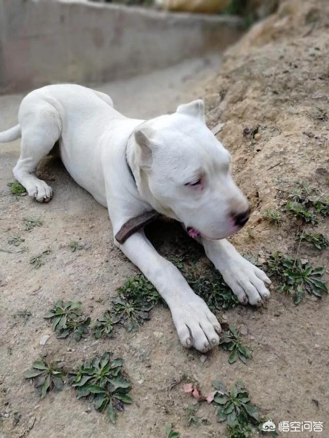 杜高犬打架视频:藏獒可以打得过杜高犬吗？为什么？