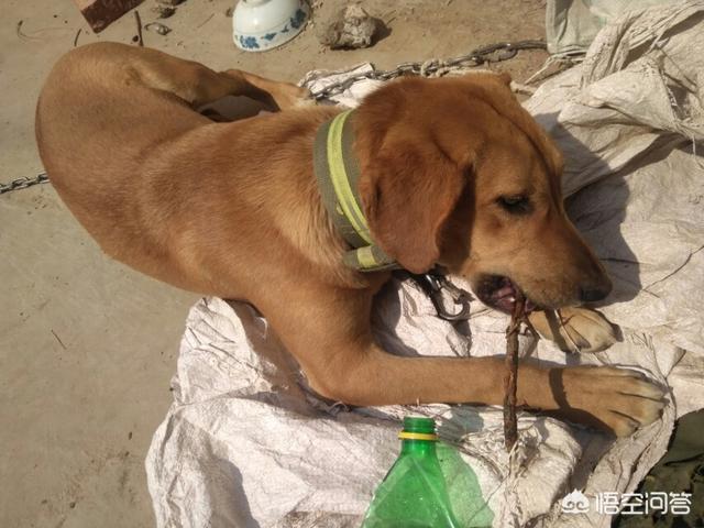 养条狗搞我:别人总是骂我是狗，怎么办？