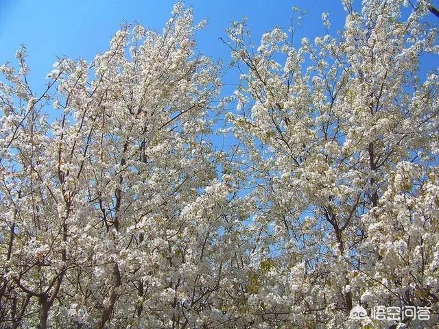 梨花是什么季节开的,2018宁陵梨花节什么时候开？