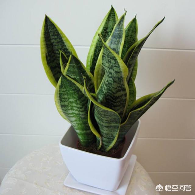 短叶虎尾兰图片大全:养殖虎尾兰需要注意哪几个方面？