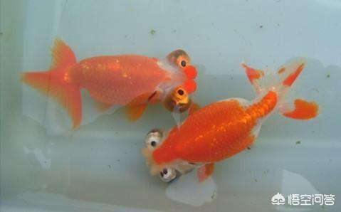 头条问答 养金鱼的最低温度是多少 7个回答