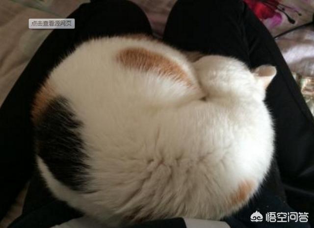 为什么猫咪能缩在小盒子里面:猫咪为什么爱舔塑料包装袋？