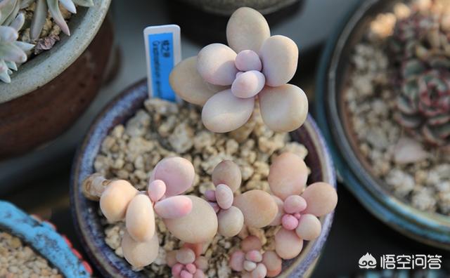 头条问答 常见多肉植物 如何区分桃美人和桃之卵 9个回答