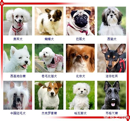 450只宠物狗品种图片大全:现存的狗狗有450多种，常见的有哪些呢？