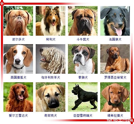 450只宠物狗品种图片大全:现存的狗狗有450多种，常见的有哪些呢？