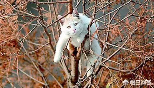 安吉拉小猫灵异事件:为什么猫会被当做「灵异之物」？