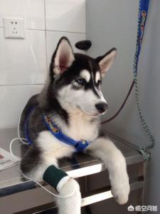 巴哥犬细小病毒的治疗方案:狗狗得了细小又输不进液，只能打针可还是吐怎么办？