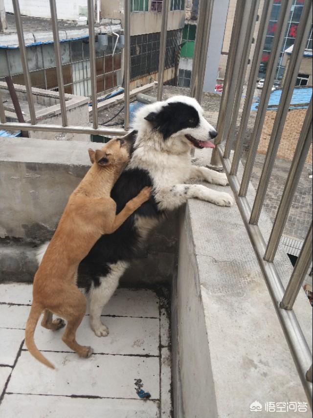 马犬训练:马犬怎么训？狗粮吸引不了它，自己到处嗅？
