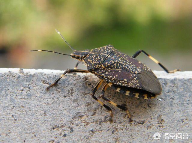 头条问答 - 臭屁虫能吃吗?(8个回答)