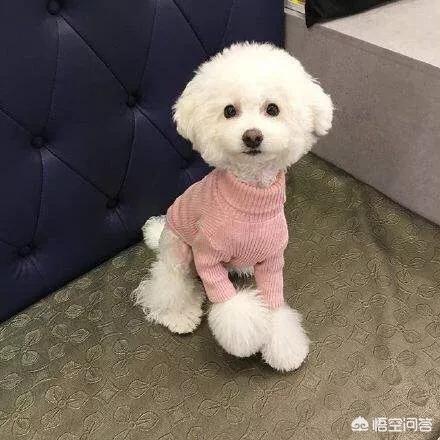 泰迪宠物衣服包邮:给泰迪穿衣服到底是为什么？