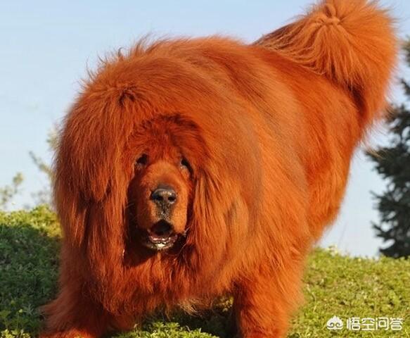 名犬图片大全 大型:看家护院，有哪几种大型犬比较适合？