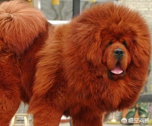 杜宾的猛犬排行:什么大型狗可爱又护主还有攻击力？ 杜宾在世界猛犬排行榜排第几