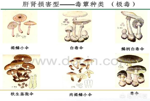 野生蘑菇究竟有多毒，野生蘑菇中毒症状有哪些？