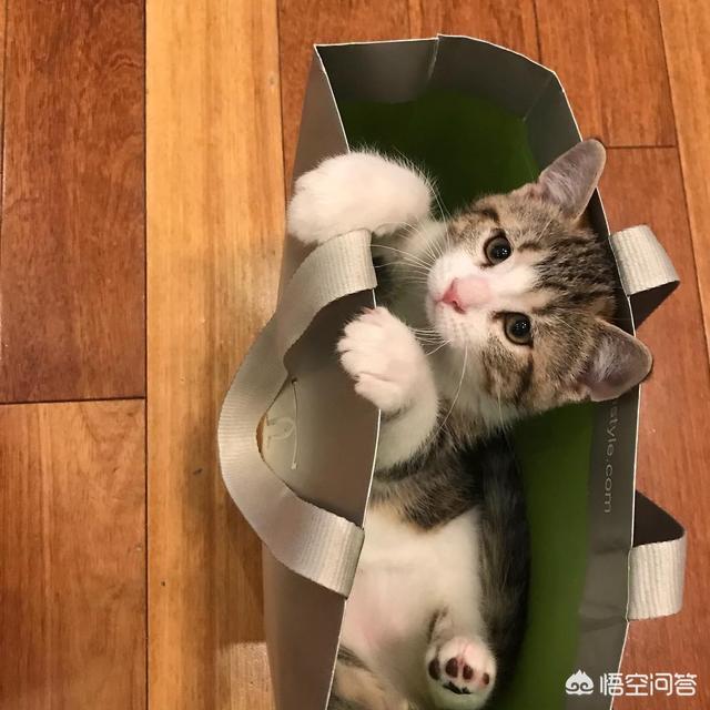 可爱宠物小猫咪:捡到一只小猫，如何养猫？ 可爱宠物小猫咪图片大全