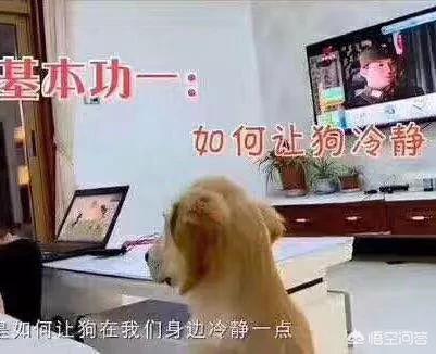 狗指甲套:对狗狗做哪些事等于让狗狗“慢性自杀”？