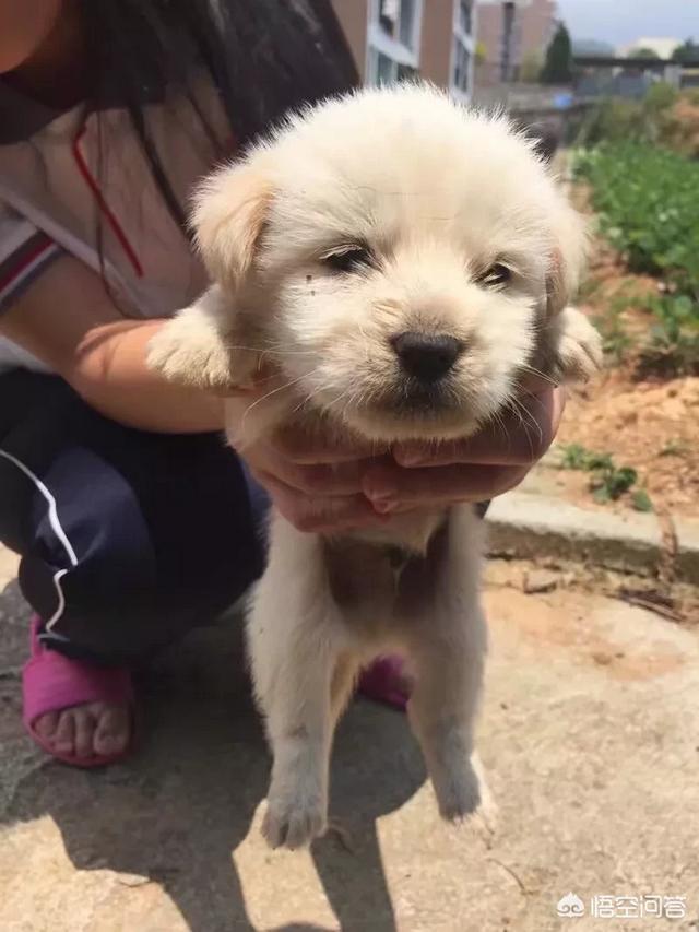 中华田园犬图片简笔画:你见过哪些长得特别好看的中华田园犬？