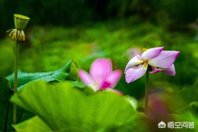 头条问答 花开堪折直须折 莫待无花空折枝 怎么对 鄞粤强的回答 0赞