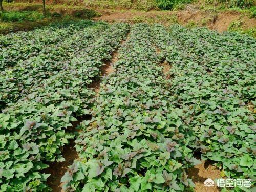 一亩红薯需要的氮磷钾是多少？