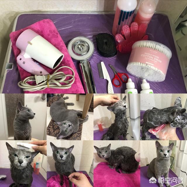 西伯利亚森林猫舍:养一只俄罗斯蓝猫是一种怎么样的感觉？