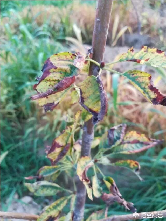 樱桃树干留焦十大名狗怎么治:樱桃树天牛怎么治疗 种植樱桃如何预防流胶病？