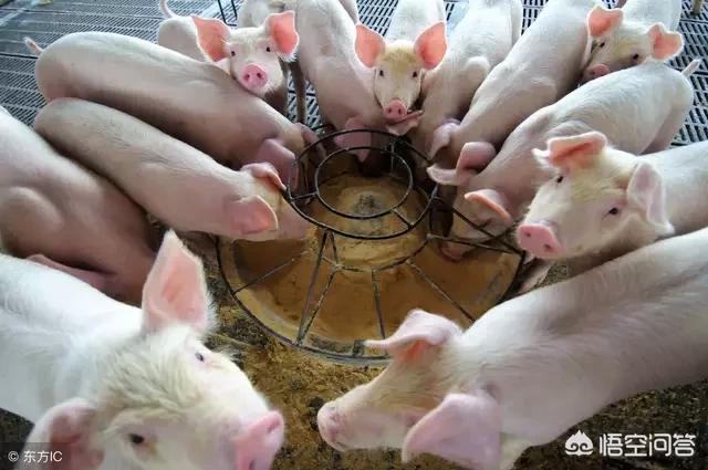 母猪的产后护理本科:哺乳期的母猪应该怎样管理？