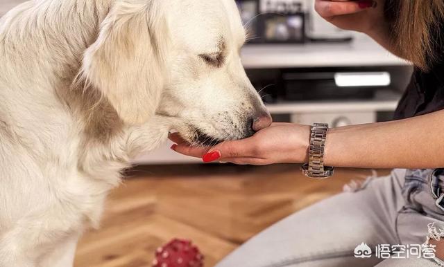 训狗有方之狗狗护食:遛狗的时候狗狗总是捡东西吃，怎么办？