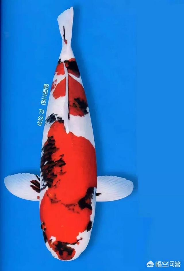 大正三色:锦鲤大正三色与昭和三色有何区别？