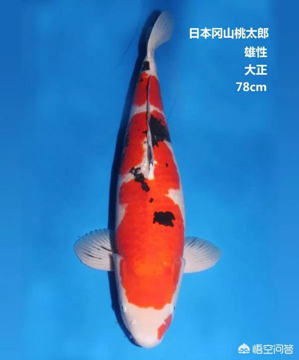 大正三色:锦鲤大正三色与昭和三色有何区别？