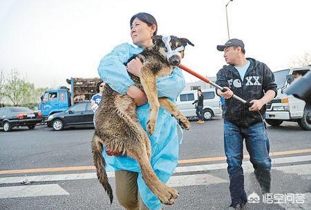 高速路拦车救狗被刑拘:高速拦车救狗，拦车者负什么法律责任？