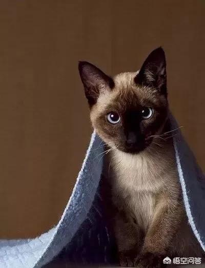 虎斑暹罗猫繁殖配色表:为什么感觉暹罗猫比较少人养？